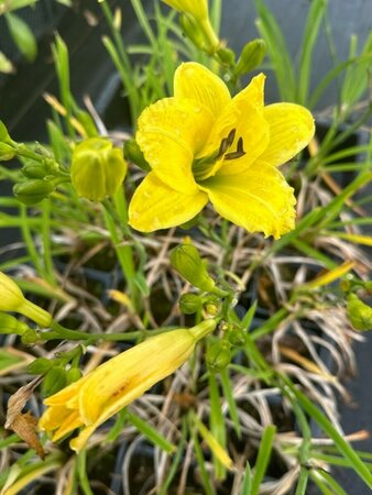 Hemerocallis 'Green Flutter' P9 - afbeelding 2