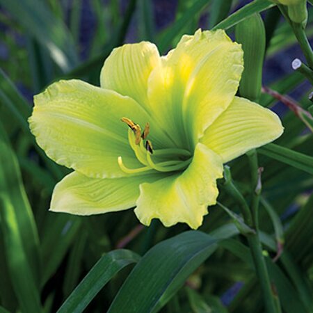 Hemerocallis 'Green Flutter' P9 - afbeelding 3