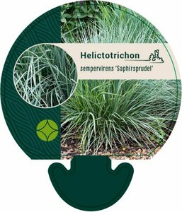 Helictotrichon sem. 'Saphirsprudel' P9 - afbeelding 2