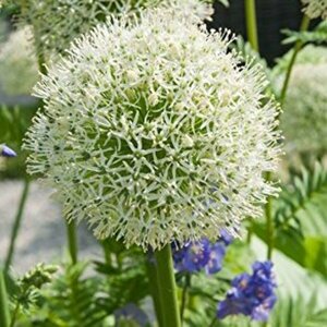 Allium 'Mount Everest' P9 - afbeelding 2