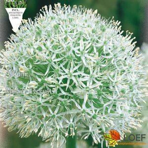 Allium 'Mount Everest' P9 - afbeelding 1