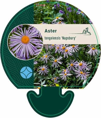 Aster tongolensis 'Napsbury' P9 - afbeelding 1