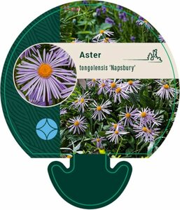 Aster tongolensis 'Napsbury' P9 - afbeelding 1