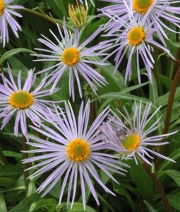 Aster tongolensis 'Napsbury' P9 - afbeelding 2