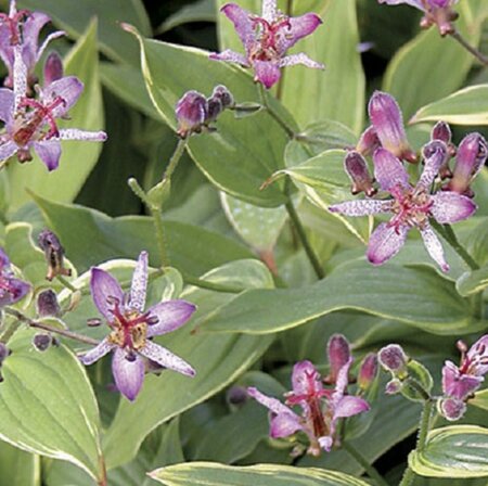 Tricyrtis formosana P9 - afbeelding 1