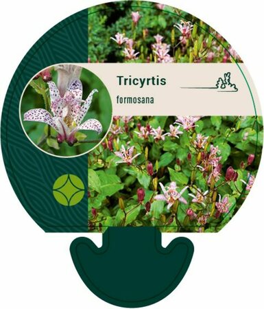 Tricyrtis formosana P9 - afbeelding 2