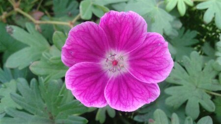 Geranium sanguineum 'Elke' P9 - afbeelding 1