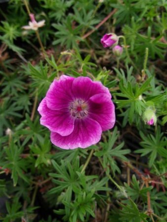 Geranium sanguineum 'Elke' P9 - afbeelding 2