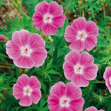 Geranium sanguineum 'Elke' P9 - afbeelding 3