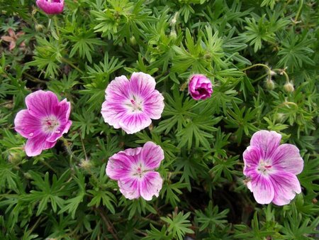 Geranium sanguineum 'Elke' P9 - afbeelding 4