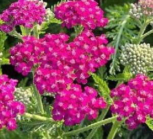 Achillea m. 'Cassis' P9