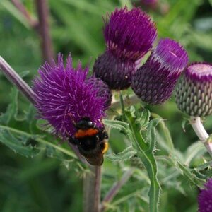 Cirsium rivulare 'Trevors Blue Wonder'  P9 - afbeelding 4