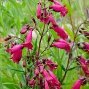 Penstemon 'Andenken an F. Hahn' P9 - afbeelding 1