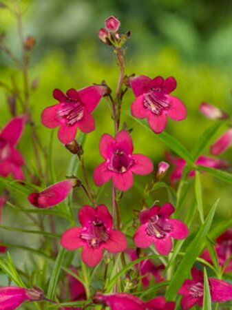 Penstemon 'Andenken an F. Hahn' P9 - afbeelding 3