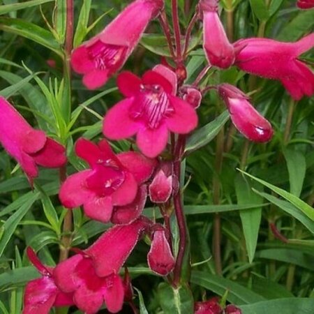 Penstemon 'Andenken an F. Hahn' P9 - afbeelding 5