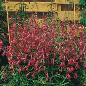 Penstemon 'Andenken an F. Hahn' P9 - afbeelding 7