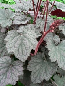 Heuchera Frosted Violet P9 - afbeelding 1