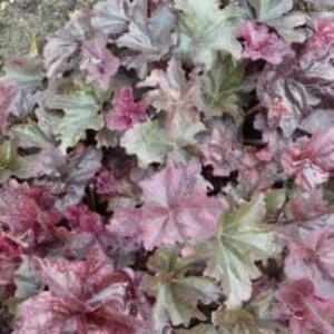 Heuchera Frosted Violet P9 - afbeelding 2