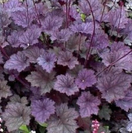 Heuchera Frosted Violet P9 - afbeelding 3