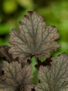 Heuchera Frosted Violet P9 - afbeelding 4