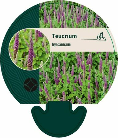 Teucrium hyrcanicum P9 - afbeelding 3