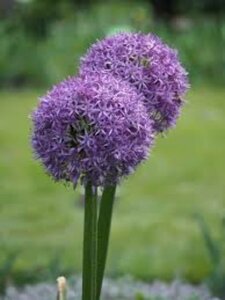 Allium 'Gladiator' P9