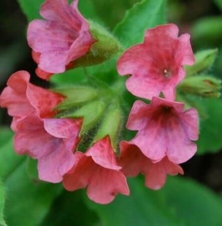 Pulmonaria rubra 'Redstart' P9 - afbeelding 1