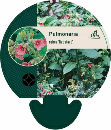 Pulmonaria rubra 'Redstart' P9 - afbeelding 2