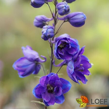 Delphinium grandiflorum 'Blauer Zwerg' P9 - afbeelding 1