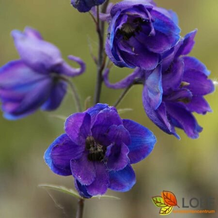 Delphinium grandiflorum 'Blauer Zwerg' P9 - afbeelding 2