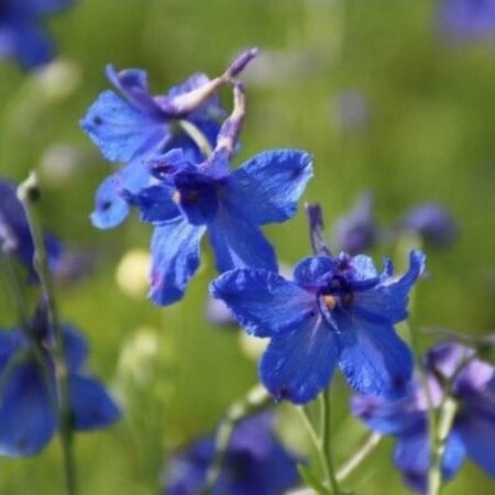 Delphinium grandiflorum 'Blauer Zwerg' P9 - afbeelding 4