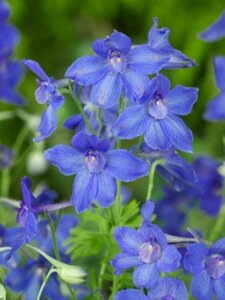 Delphinium grandiflorum 'Blauer Zwerg' P9 - afbeelding 5