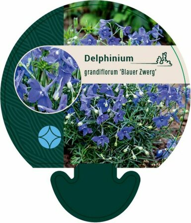 Delphinium grandiflorum 'Blauer Zwerg' P9 - afbeelding 3