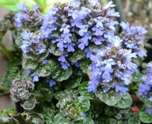 Ajuga pyr. 'Metallica Crispa' P9 - afbeelding 1