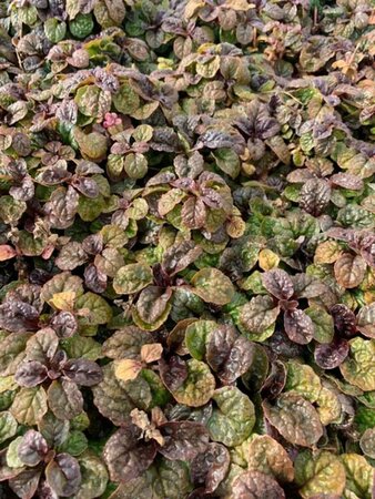 Ajuga pyr. 'Metallica Crispa' P9 - afbeelding 2