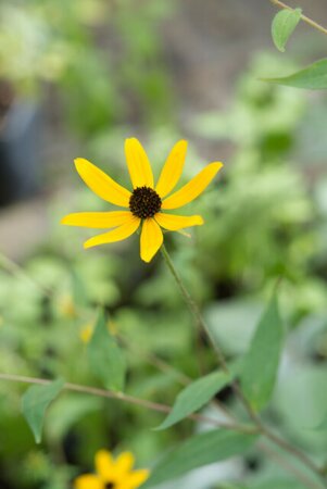 Rudbeckia triloba P9 - afbeelding 1