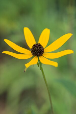 Rudbeckia triloba P9 - afbeelding 2