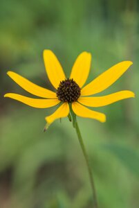 Rudbeckia triloba P9 - afbeelding 2