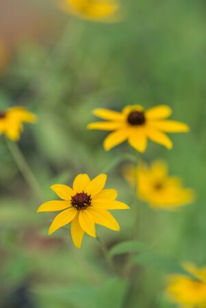 Rudbeckia triloba P9 - afbeelding 3