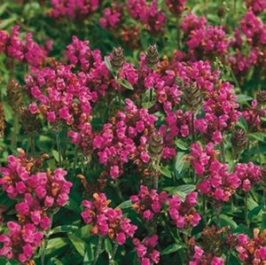 Prunella grandiflora 'Rubra' P9