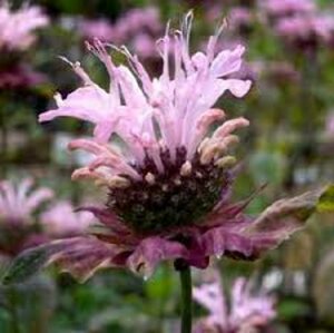 Monarda 'Ou' Charm' P9 - afbeelding 1