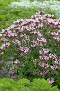 Monarda 'Ou' Charm' P9 - afbeelding 2