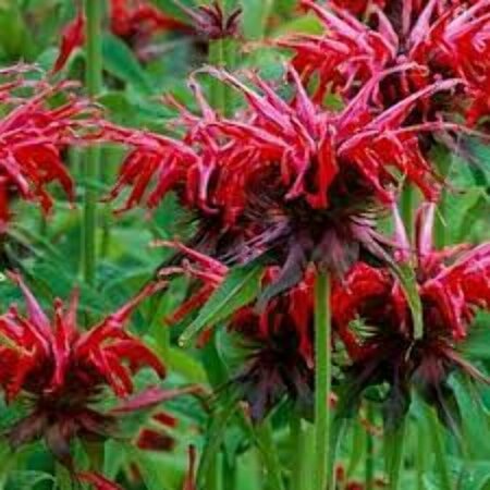 Monarda 'Squaw' P9 - afbeelding 2