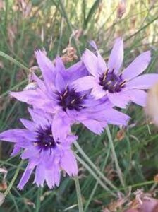 Catananche caerulea P9
