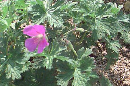 Geranium himalayense 'Gravetye' P9 - afbeelding 1