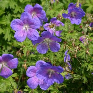 Geranium himalayense 'Gravetye' P9 - afbeelding 2