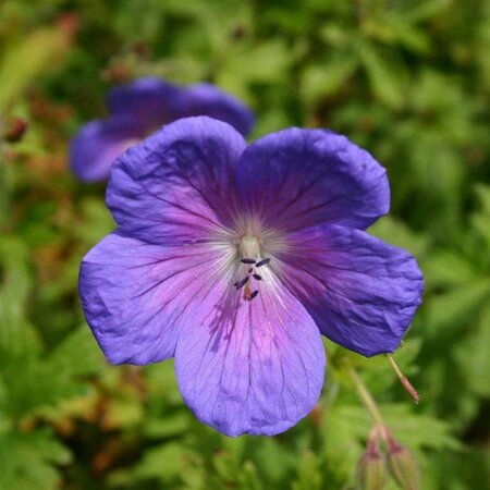 Geranium himalayense 'Gravetye' P9 - afbeelding 3