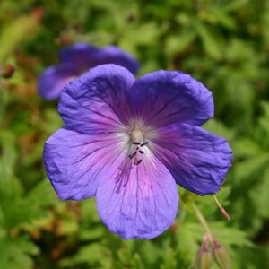 Geranium himalayense 'Gravetye' P9 - afbeelding 3