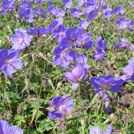 Geranium himalayense 'Gravetye' P9 - afbeelding 4