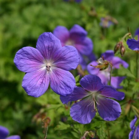 Geranium himalayense 'Gravetye' P9 - afbeelding 5